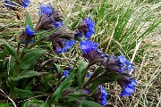 79 Pulmonaria australis